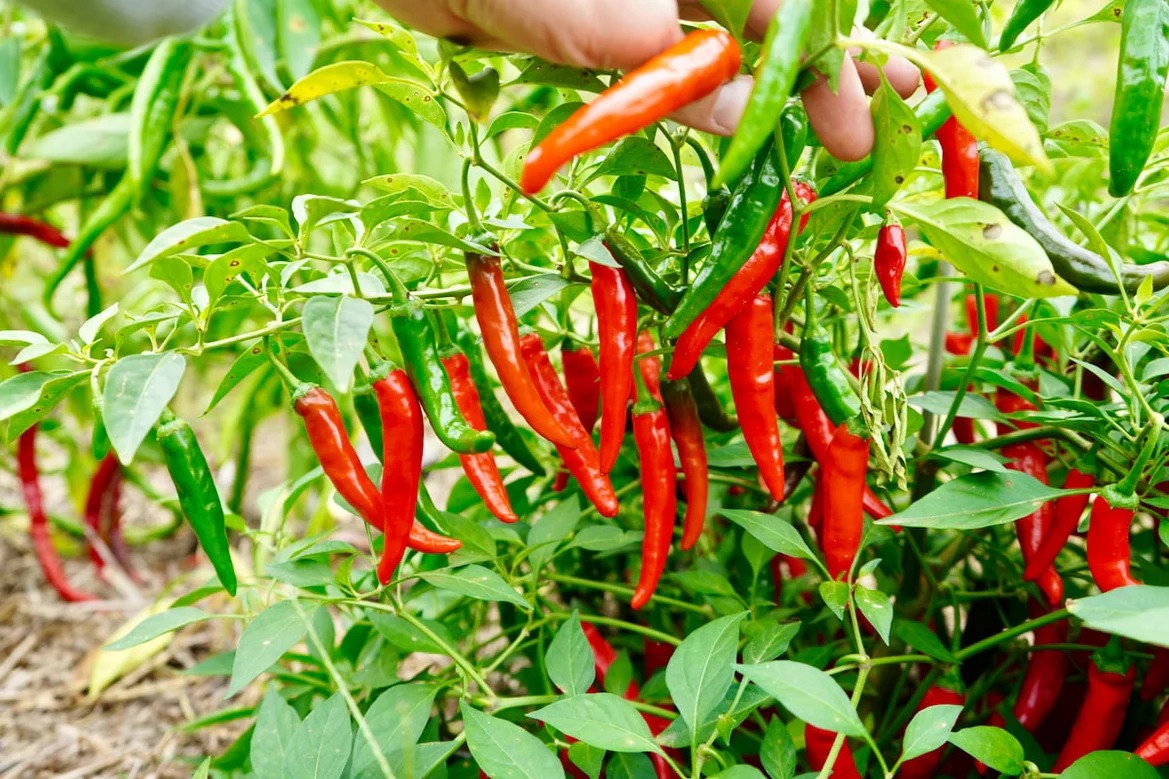 Hand harvesting fresh red cayenne peppers from a plant